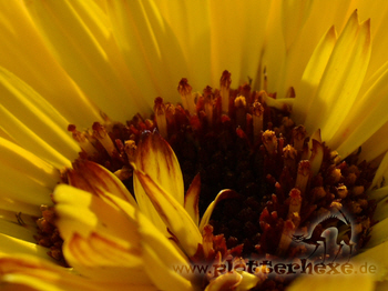gelbe Ringelblume