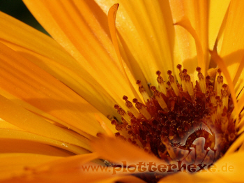 orange Ringelblume