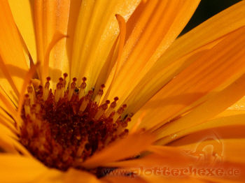orange Ringelblume