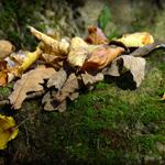 Herbstlaub